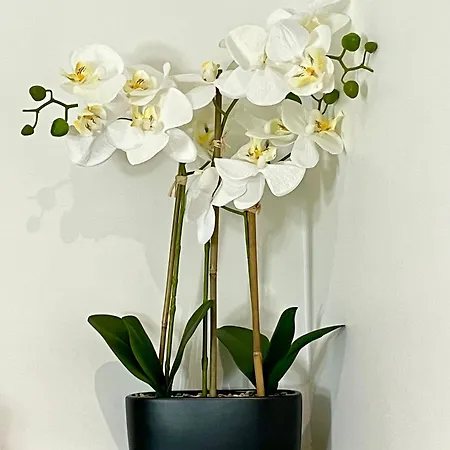 Accommodatie bij particulieren Elegantes Smart In Szene-viertel Düsseldorf